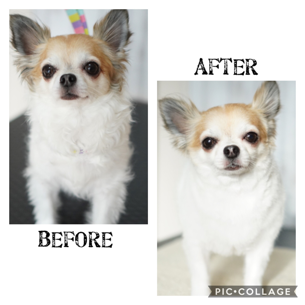 モナカちゃん Dog Salon Sakura ページ モナカちゃん Dog Salon Sakura ページ