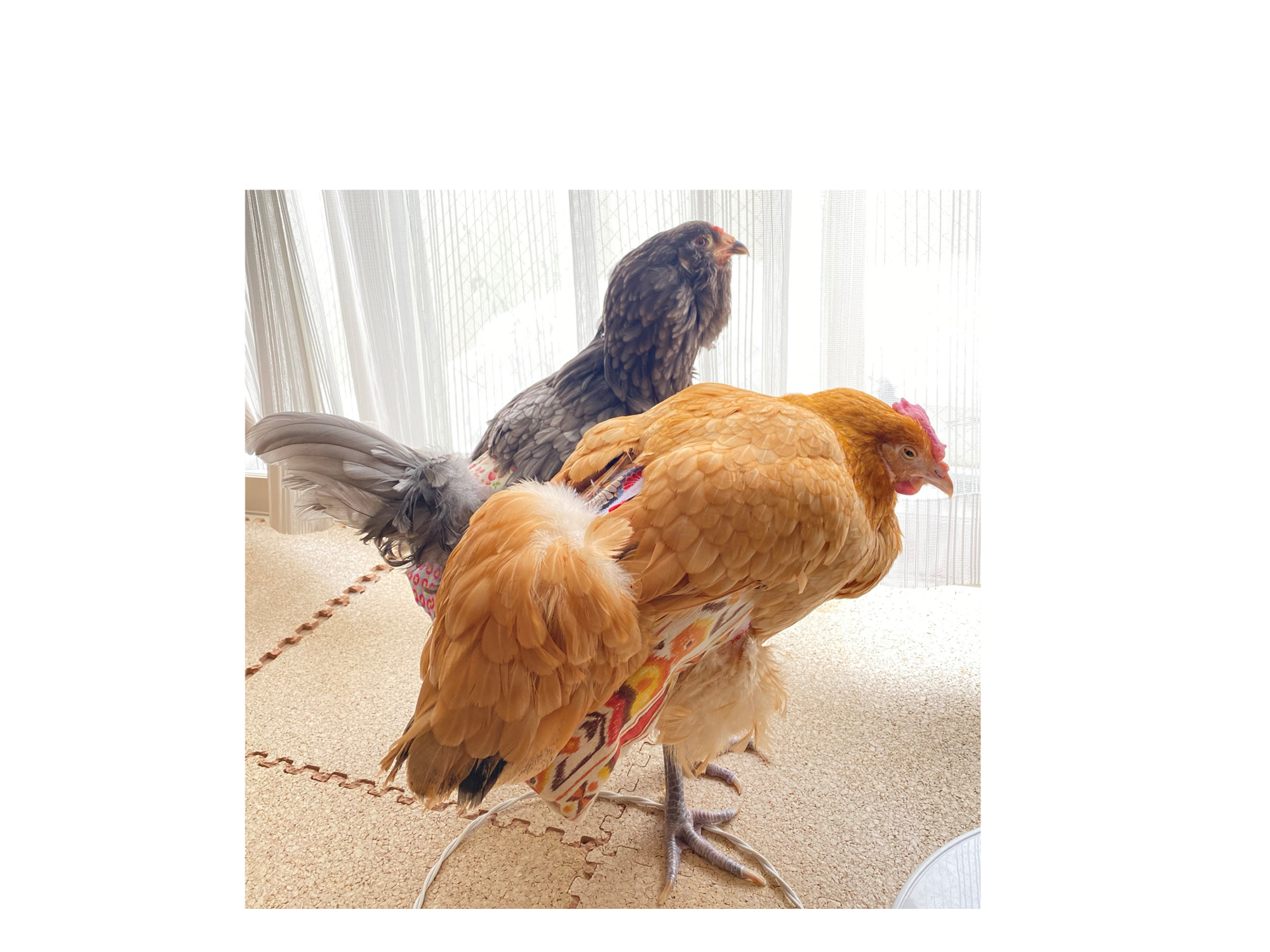 鳴き声はうるさいですか トリトレット 鳥用おむつ