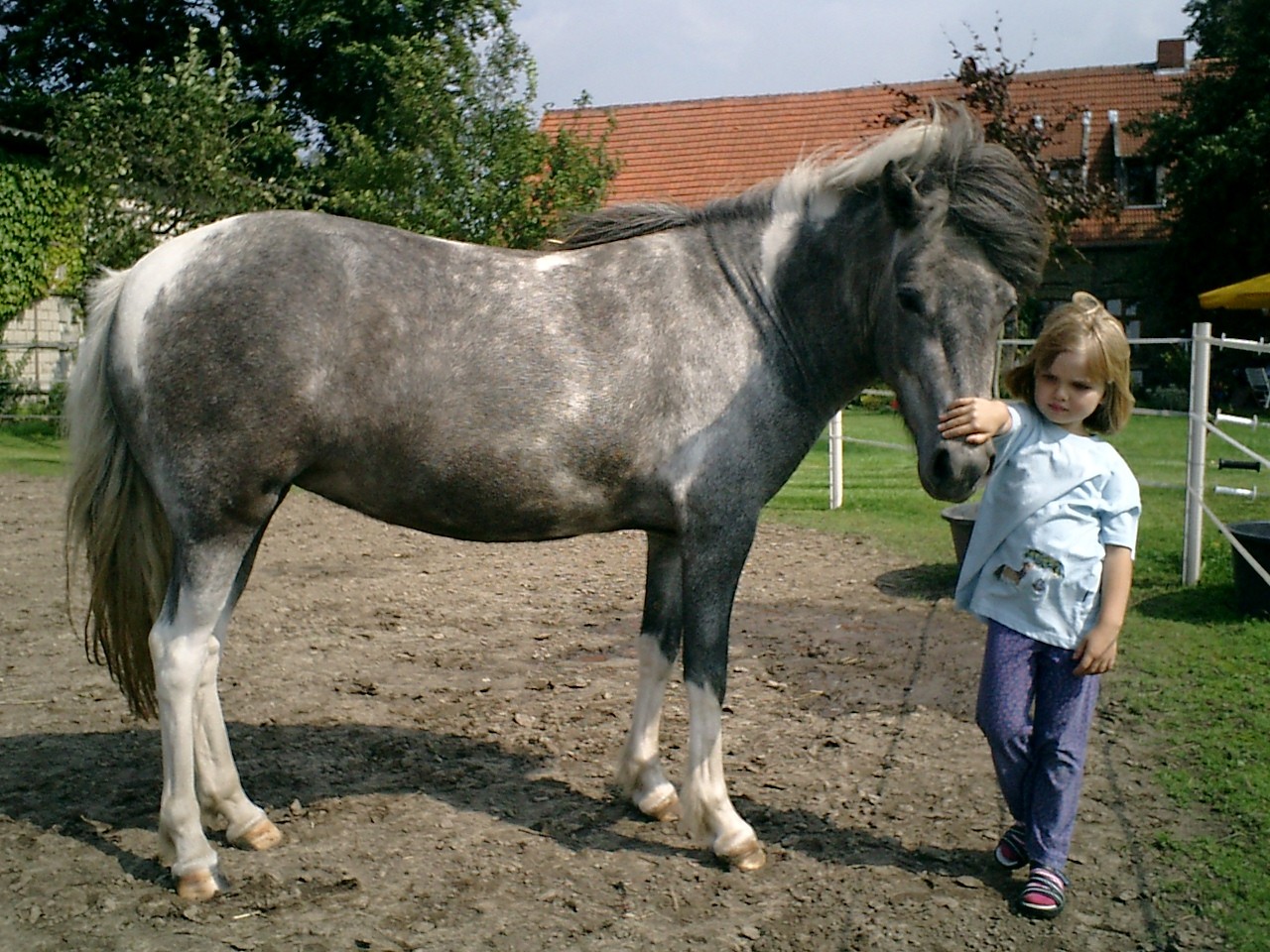 Ljónslöpp - Islandpferde vom Löwenhof