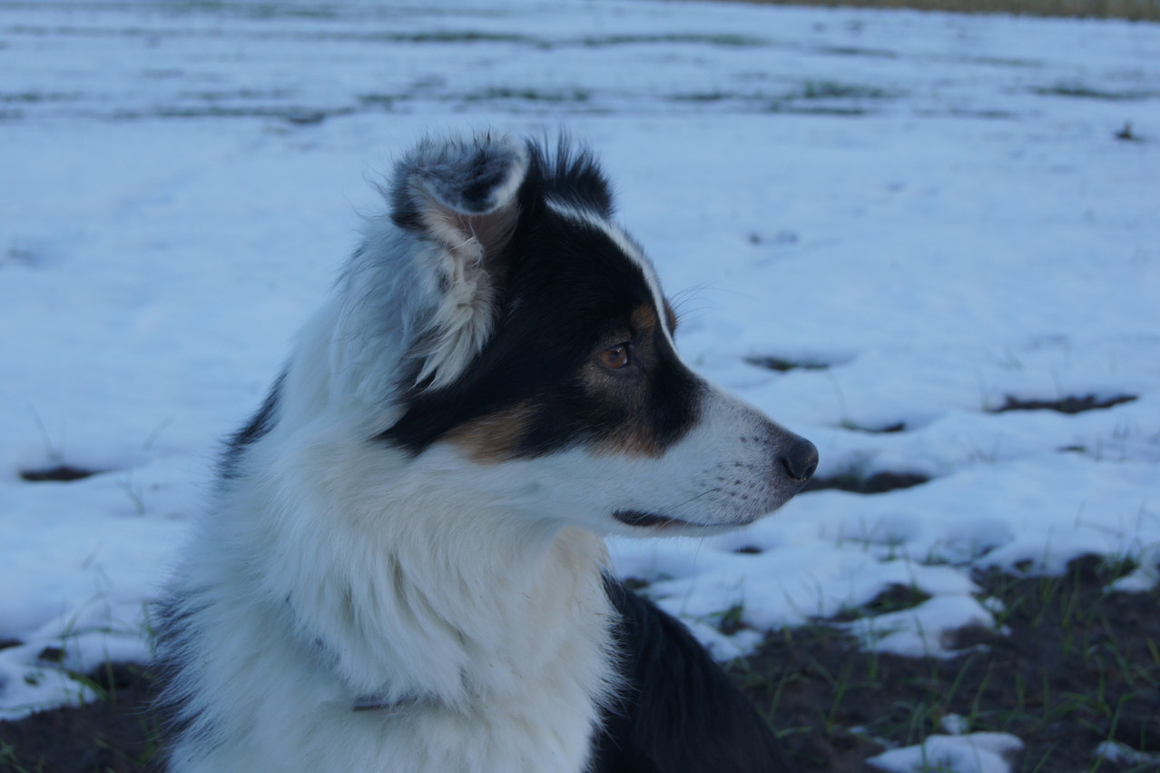 Hund Cindy
