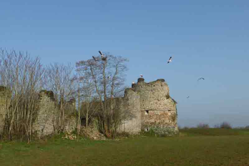 Plusieurs nids de cigognes à découvrir au château de la Rivière de Saint-Fromond