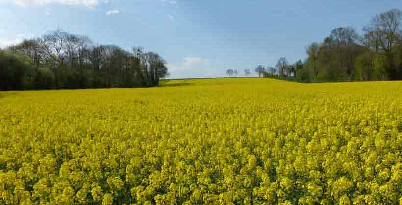 Livre d'Or des Chambres d'Hôtes avec un champs de colza en fleur dans la campagne du Bessin.