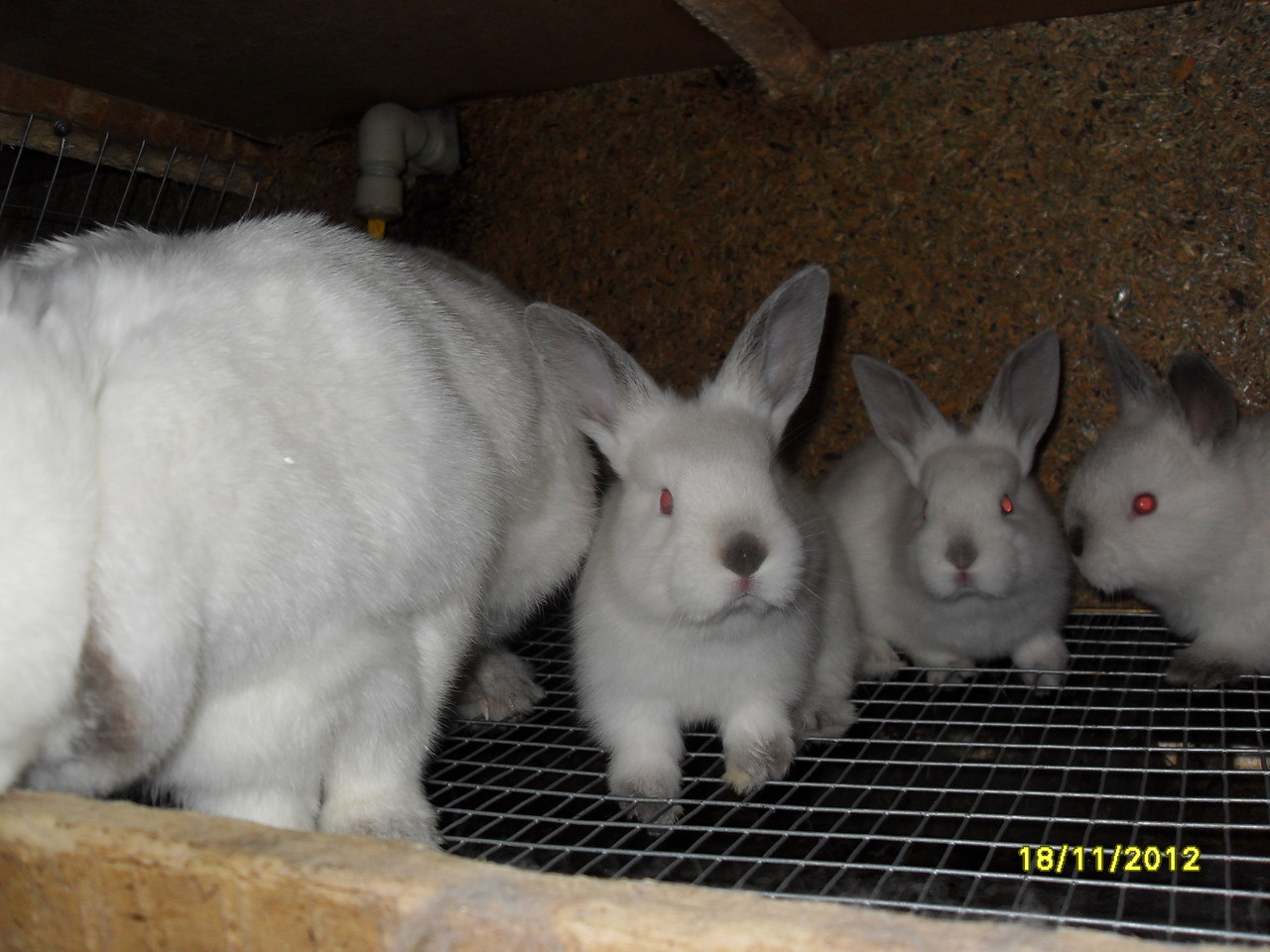 Калифорнийские Кролики Купить В Нижегородской Области Починки