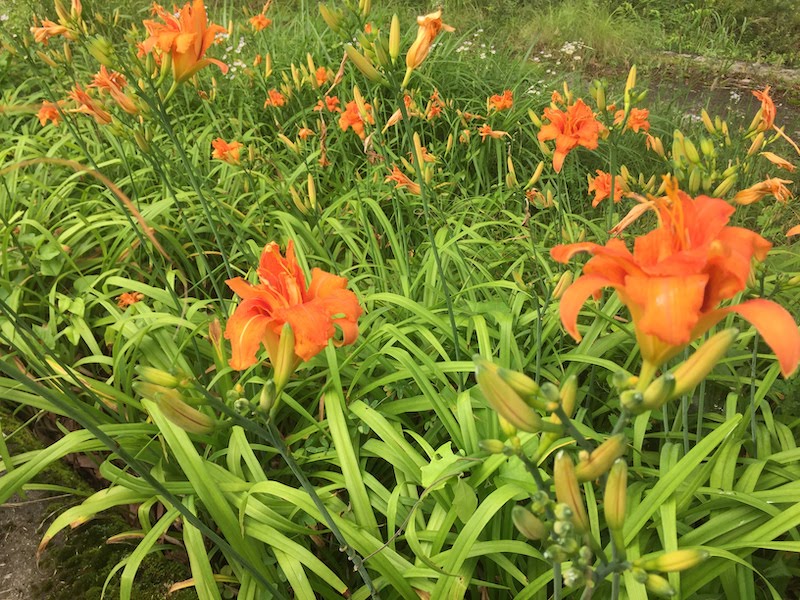 カンゾウの花が咲き始めました 月夜見山荘 おすくにのブログ