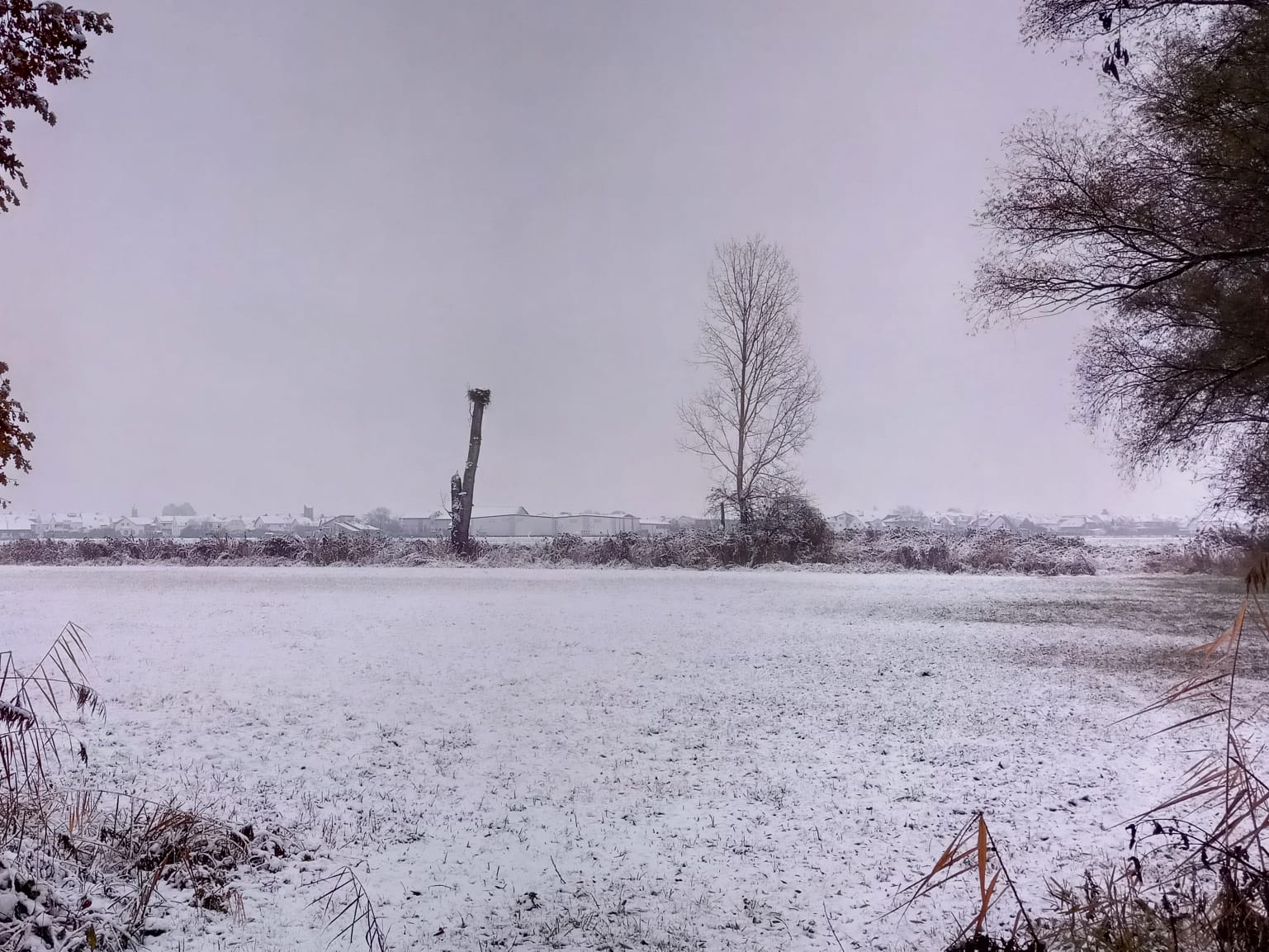 Störche, die man aktuell bei uns sieht, kommen meist aus Nordhessen zum Überwintern