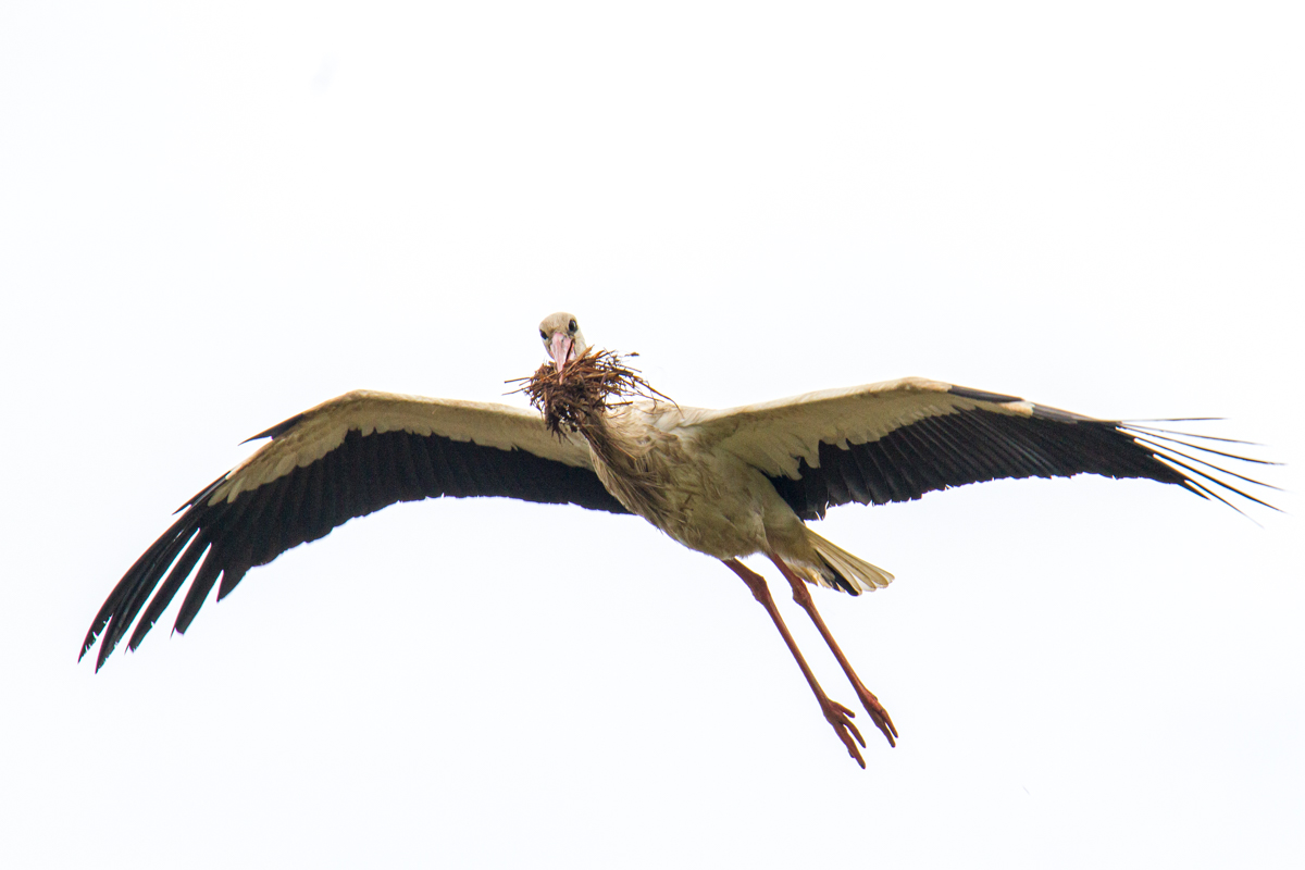 Ein storch transportiert Nistmaterial im Schnabel (Foto: Carsten Ott)