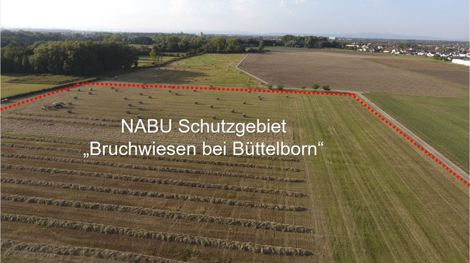 Blick auf die büttelborner Bruchwiesen in nördliche Richtung