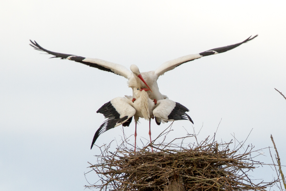 zwei Störche paaren sich (Foto: Carsten Ott)