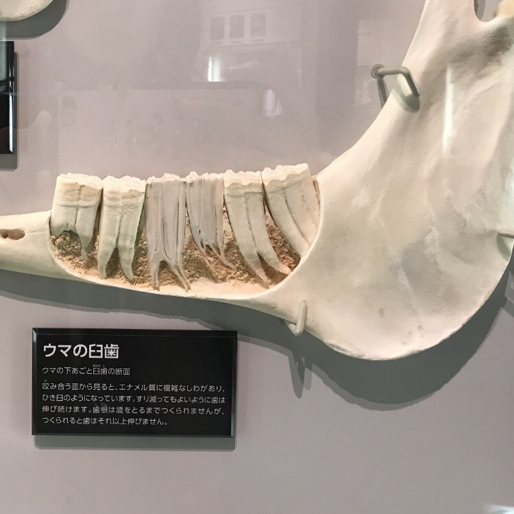 動物の歯の仕組み 横須賀市久里浜駅近くの歯医者さん インプラント 歯周病予防など 動物の歯の仕組み 横須賀市久里浜駅近くの歯医者さん インプラント 歯周病予防など