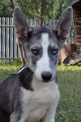 Anouk, Weibchen, geb. 3.25, Husky-Mischling, grau-weiß, wird ca 50-55 cm groß