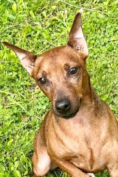 Andrew, Rüde, geb. 04.22, Toy Terrier, braun, 28 cm groß