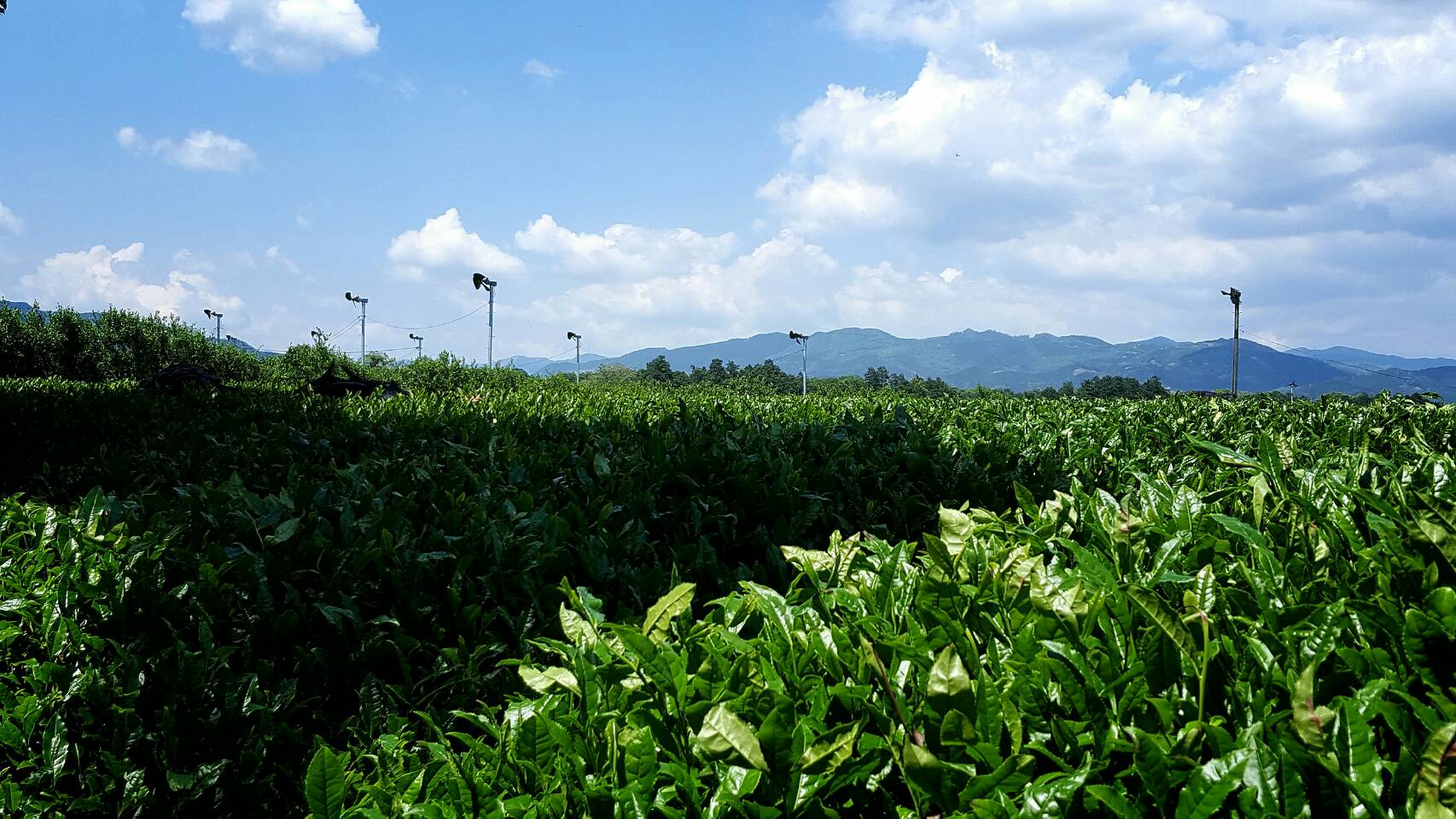 Tea Farmer Fujisako Kenichi