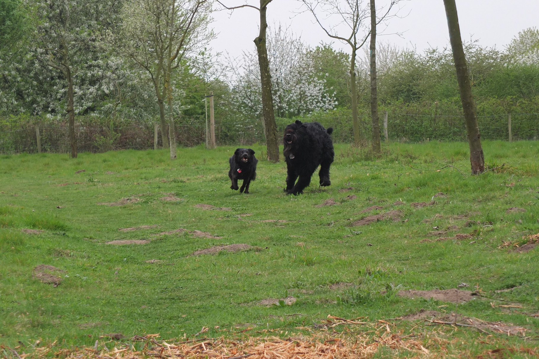 Xando Oskar mit Nele 04.04.2014