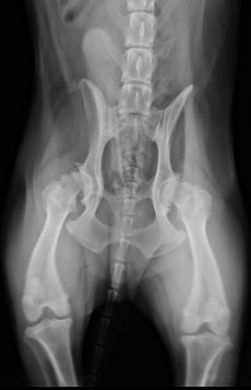    Displasia severa de cadera con artrosis en Golden Retriever de 11 años.