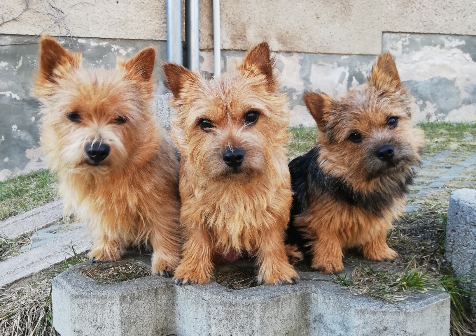 v.l.n.r. Terry, Lotte und Missy