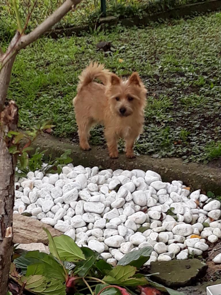 Alf im neuen Zuhause in Frankreich - Rufname Polochon