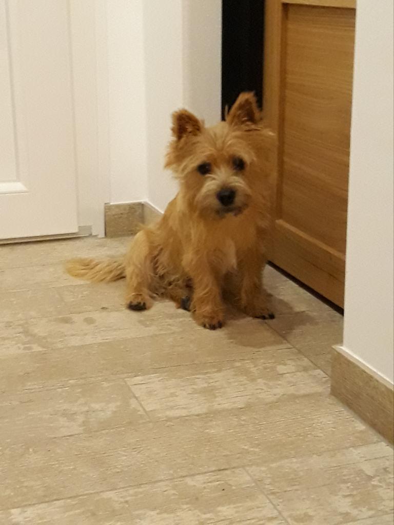 Alf im neuen Zuhause in Frankreich - Rufname Polochon