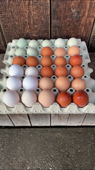 Verschiedenfarbige Eier aus Freilandhaltung (erhältlich im Selbstbedienungs-Eierhüsli auf dem Hof).