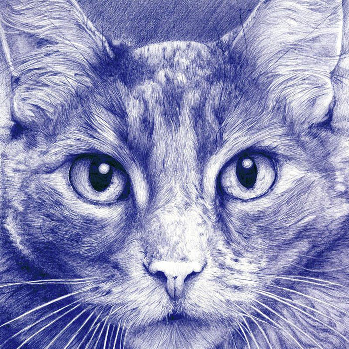 Gato