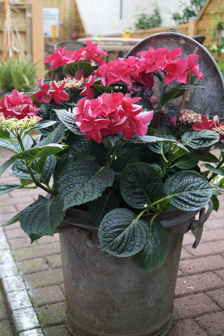 Hortensienträume im Hinterhof