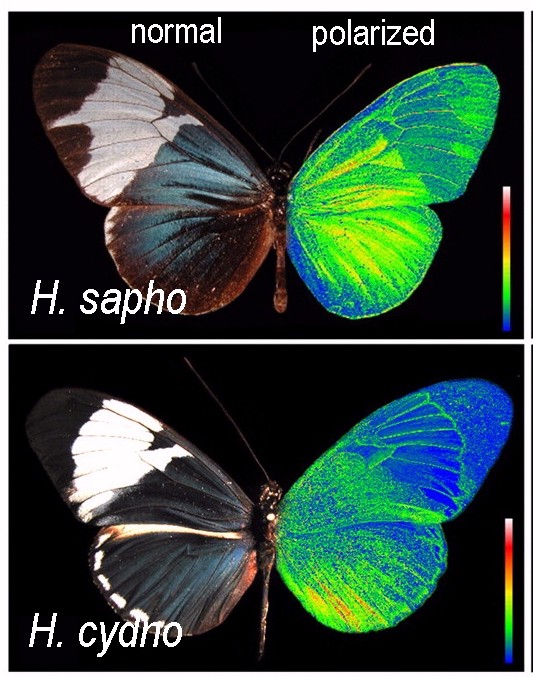The Colors Tropical Butterflies