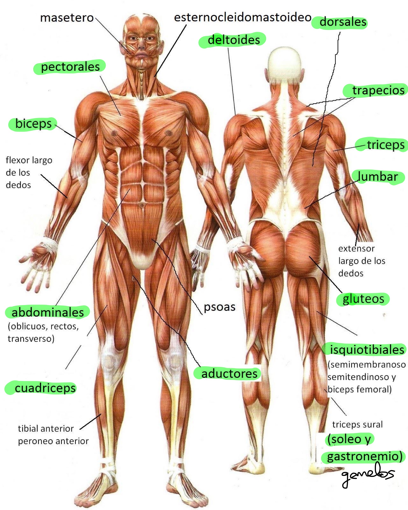 Physical Fitness Pagina Jimdo De Solvesef