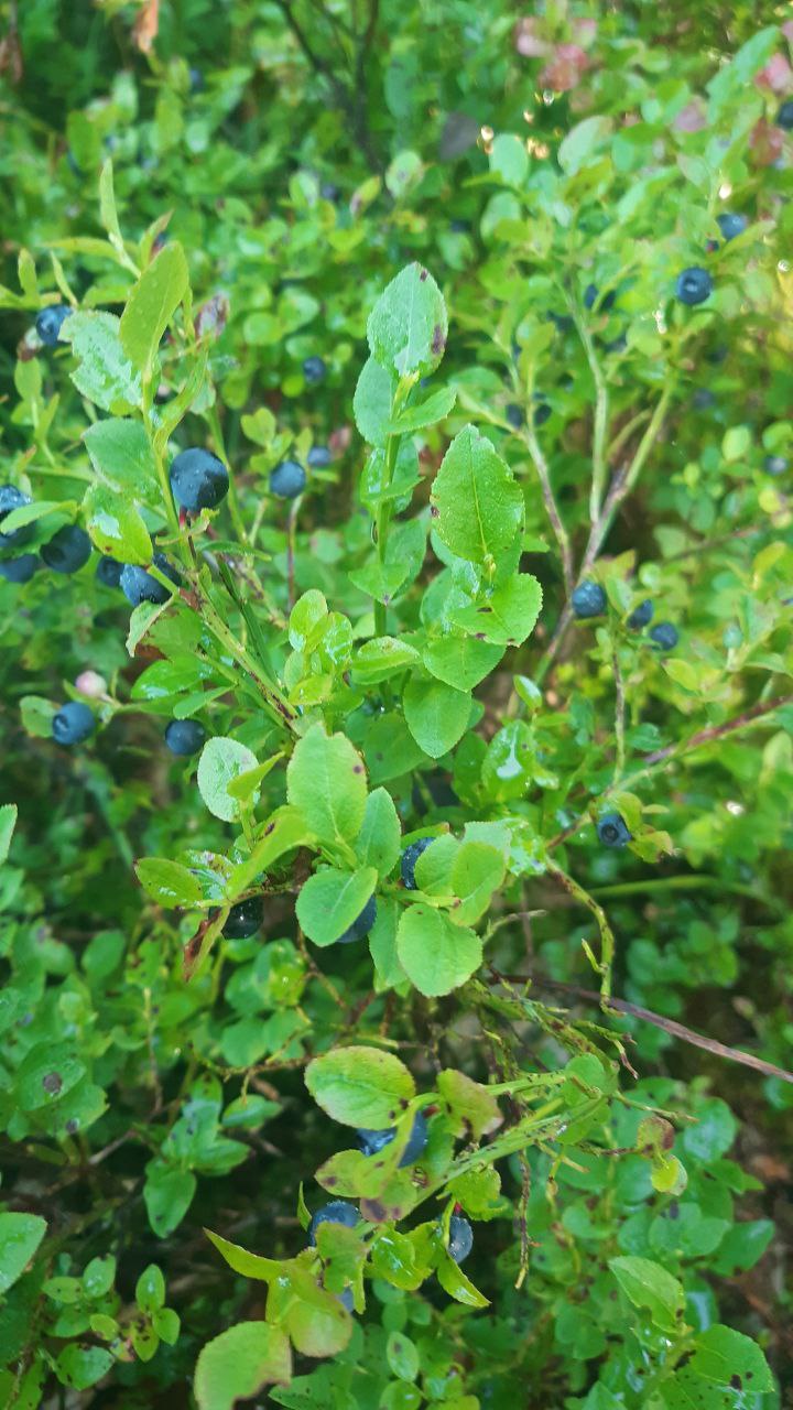 Blaubeeren-Wald