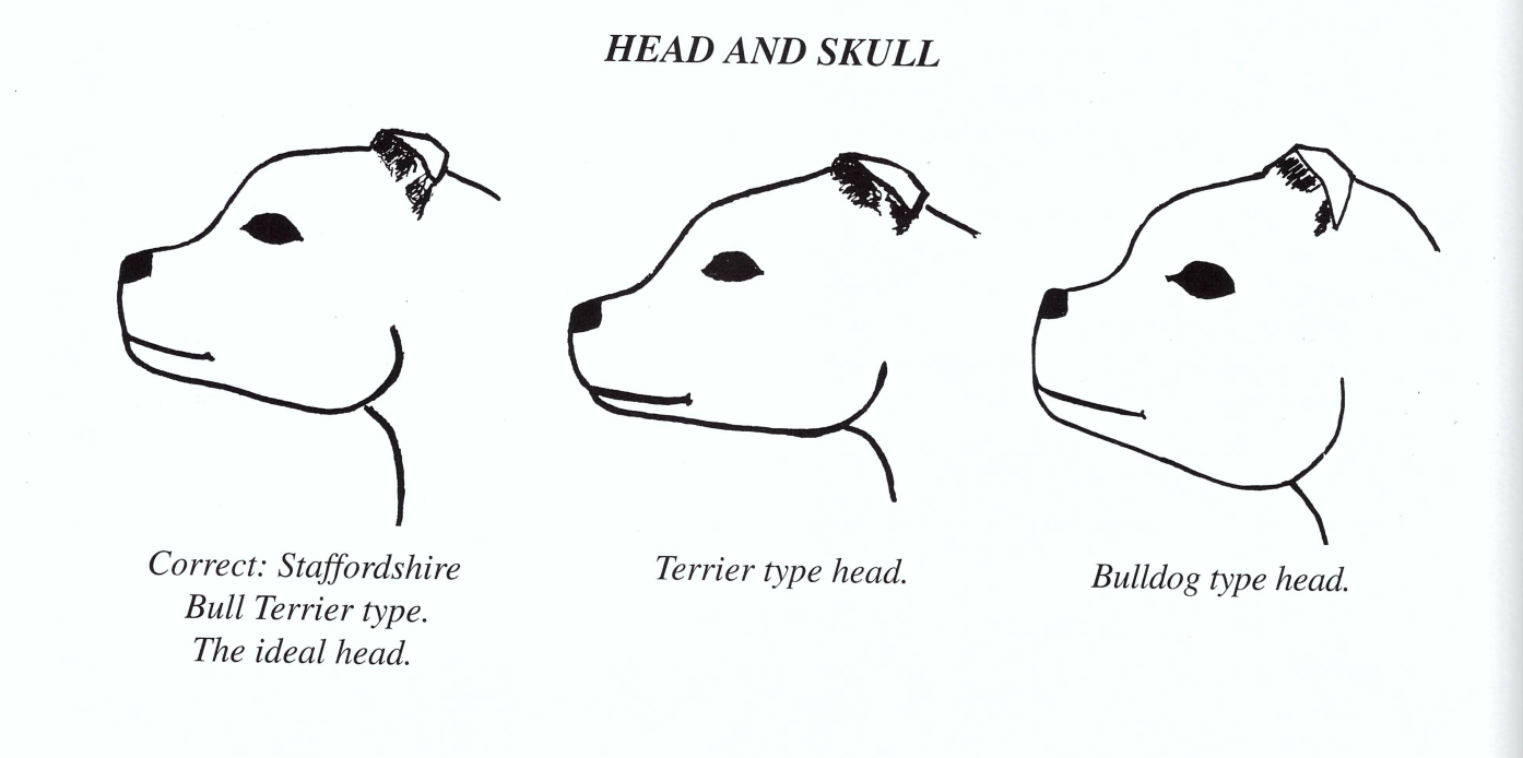 Standard Staffordshire Bull Terrier Villamagna Dogs