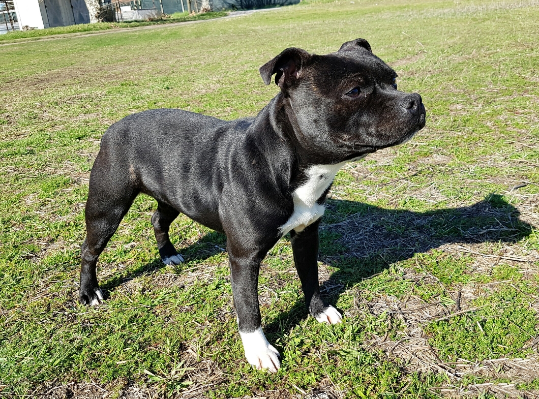 Sweet Alligator ♀️ insieme a Cuban Cigar Ash è stata una pedina fondamentale 