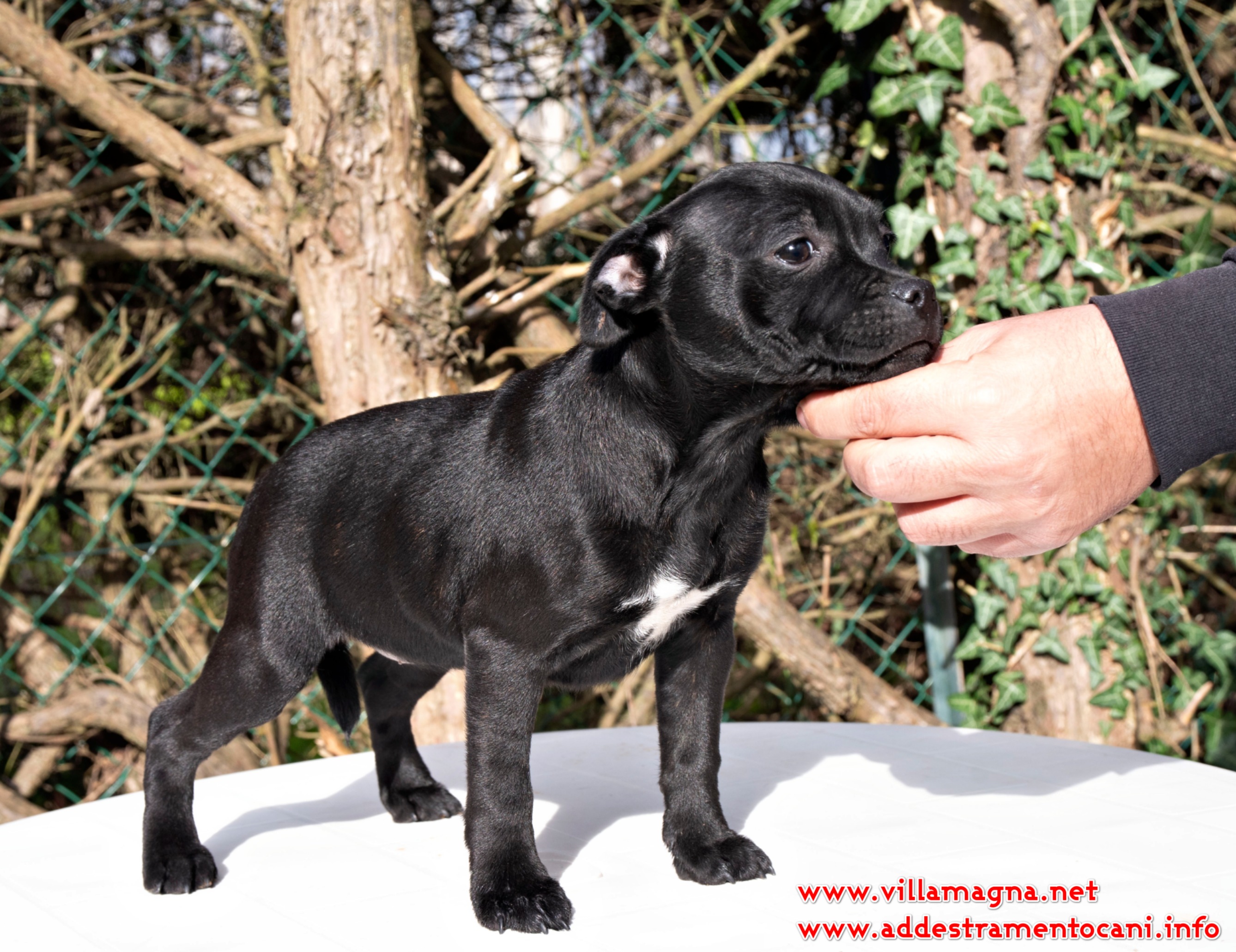 costo cucciolo staffordshire bull terrier , prezzo cucciolo staffordshire bull terrier