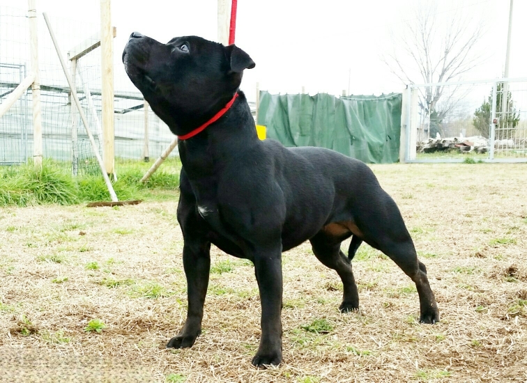 Amira little black jewel ♀️ la mia staffordshire bull terrier capostipite 