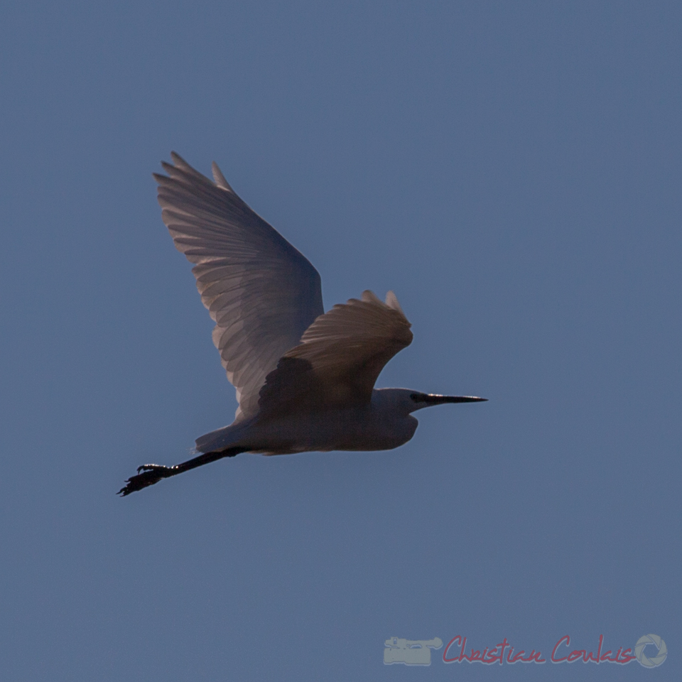 Grande aigrette, domaine de Certes-et-Graveyron, Audenge, Gironde