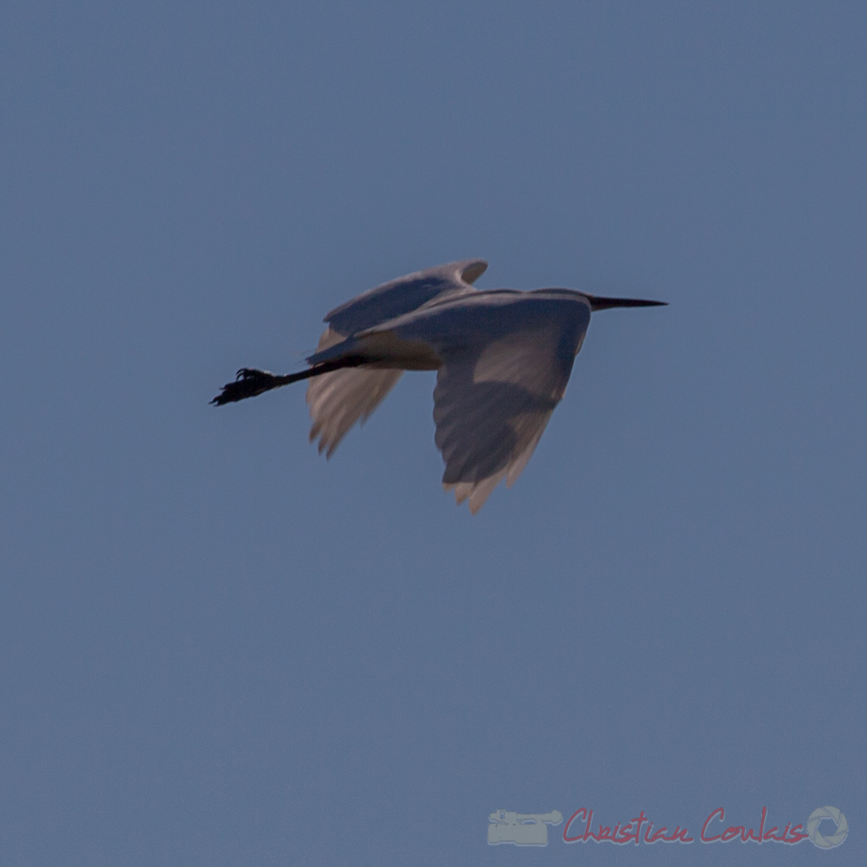 Grande aigrette, domaine de Certes-et-Graveyron, Audenge, Gironde