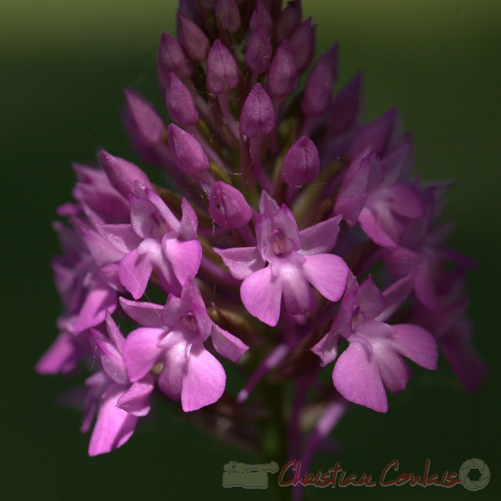 Orchis pyramidal, Anacamptis pyramidalis