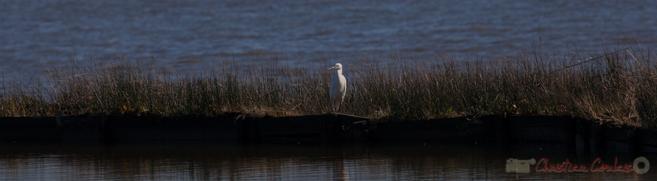 Grande aigrette, domaine de Certes-et-Graveyron, Audenge, Gironde