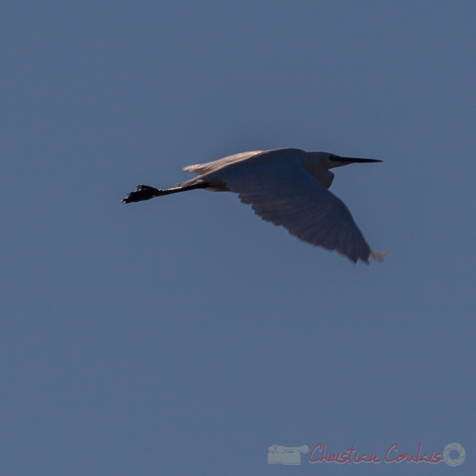 Grande aigrette, domaine de Certes-et-Graveyron, Audenge, Gironde