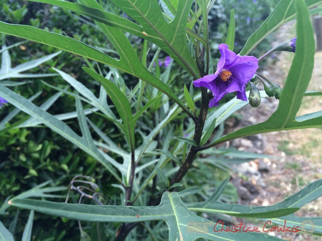 Solanum laciniatum ou Pomme-Kangourou de Tasmanie, "l'Herbe" Lège-Cap-Ferret