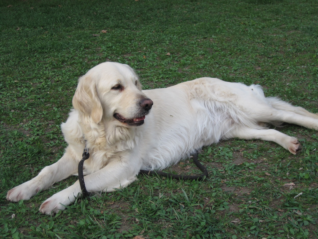 Family 英国ゴールデンレトリーバー専門犬舎 Lucky A S Jimdoページ Family 英国ゴールデンレトリーバー専門犬舎 Lucky A S Jimdoページ