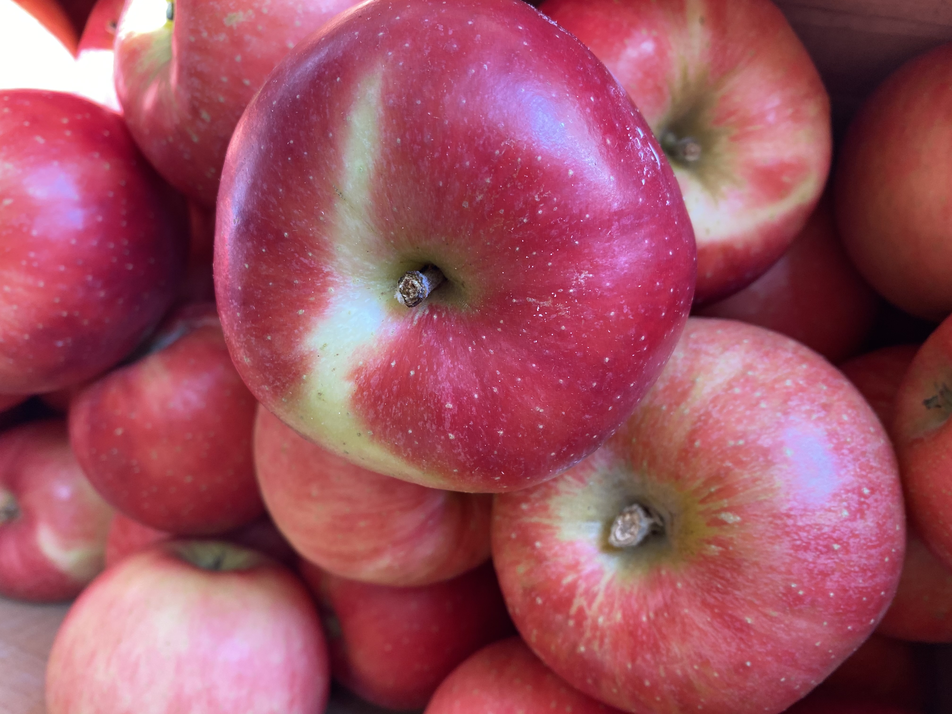 【りんご品】 青森県産 りんごジュース WONDER APPLE おまかせ