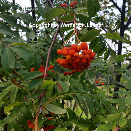 Bild: Eberesche - Frucht - Copyright by Werner Ch. Leitner