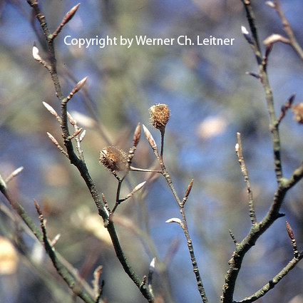 Bild: Rotbuche - aus "DER LEHRPRINZ" Copyright by Werner Ch. Leitner