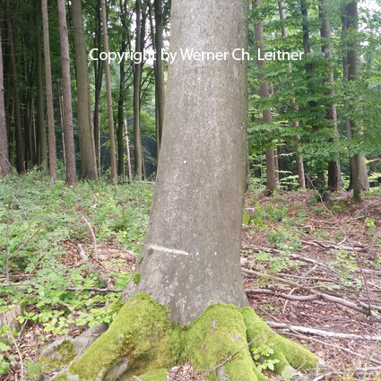 Bild: Rotbuche - Rindenstruktur - Jungjägerwissen DER LEHRPRINZ