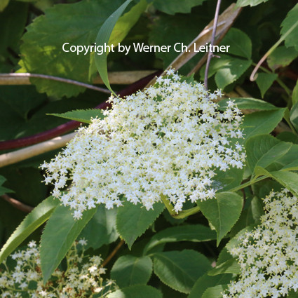 Bild: Schwarzer Holunder - Blüte - Jagdschule St. Hubertus