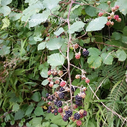 Bild: Brombeere - eine Prüfungsfrage bei der Steirischen Jägerprüfung