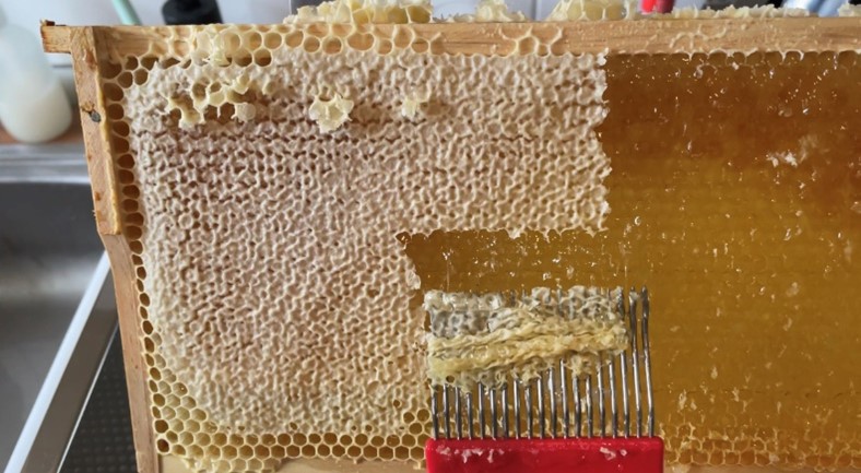 Abbildung 5: Die Entdeckelung der Honigwaben