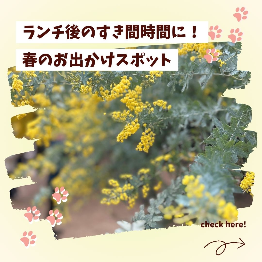 黄色い可愛いお花が魅了的な「ミモザ」♡春のときめきを感じながらのデートは大府市にある【ミモザの森】