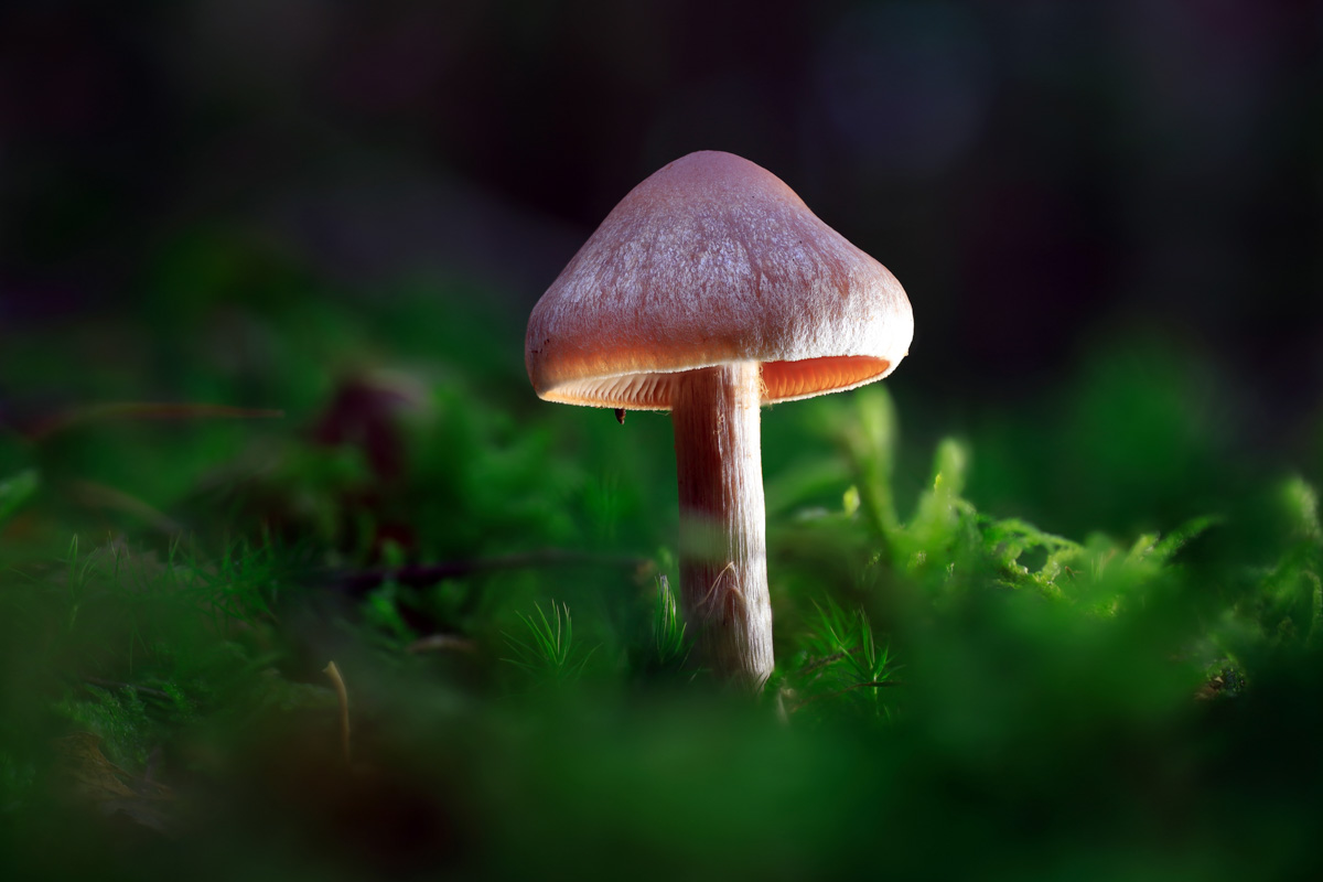 12 2024 (A) - Claudia Kleinbeck - Waldleuchte