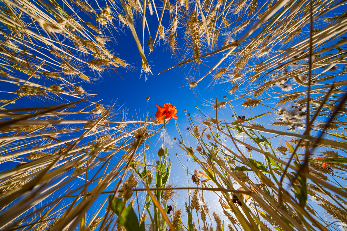 Steffen Hasse - Mohnblume