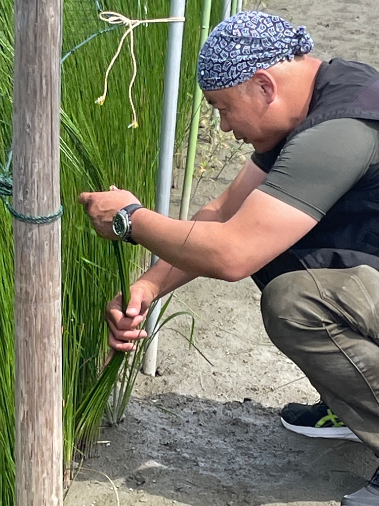 熊本のい草の生育状況の確認している様子