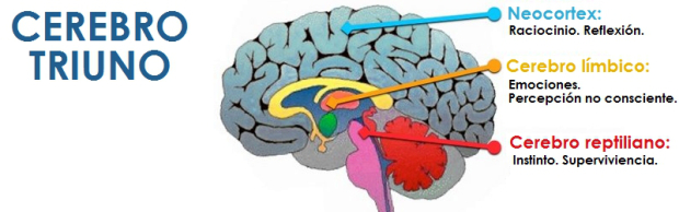 Cerebro triuno: NEocortex, Límbico y Reptiliano